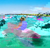Half Day Dolphin Kayaking and Snorkeling Tour - Accommodation Gladstone