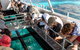 Lady Musgrave Day Trip From Bundaberg Including Snorkeling, Glass Bottom Tour And Guided Island Walk - thumb 3