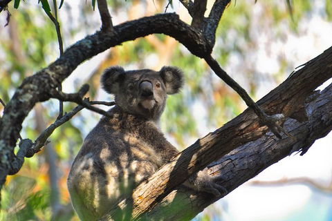 Gold Coast Lamington National Park And Tamborine Mountain 4WD Ecotour - Accommodation Gladstone 3
