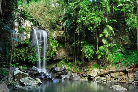 Gold Coast Lamington National Park And Tamborine Mountain 4WD Ecotour - Accommodation Gladstone 2