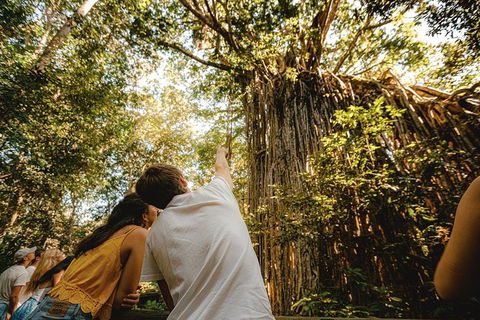 Atherton Tablelands Waterfalls And Rainforest Day Tour Departing Cairns - Accommodation Gladstone 1