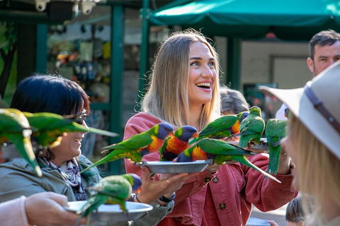 Currumbin Wildlife Sanctuary General Entry Ticket - Accommodation Gladstone 15