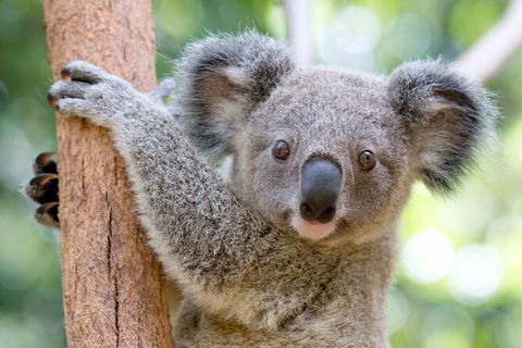 Currumbin Wildlife Sanctuary General Entry Ticket - Accommodation Gladstone 17