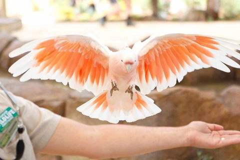 Currumbin Wildlife Sanctuary General Entry Ticket - Accommodation Gladstone 18
