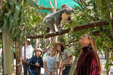 Currumbin Wildlife Sanctuary General Entry Ticket - Accommodation Gladstone 14