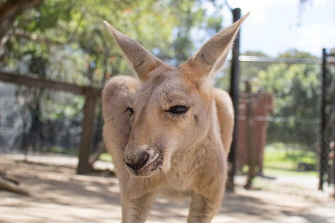 Currumbin Wildlife Sanctuary General Entry Ticket - Accommodation Gladstone 9