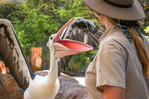 Currumbin Wildlife Sanctuary General Entry Ticket - Accommodation Gladstone 19