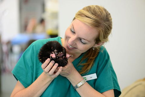 Currumbin Wildlife Sanctuary General Entry Ticket - Accommodation Gladstone 8