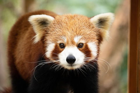 Currumbin Wildlife Sanctuary General Entry Ticket - Accommodation Gladstone 3