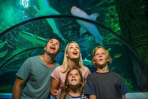 SEA LIFE Sunshine Coast Aquarium Entrance Ticket - Accommodation Gladstone 3