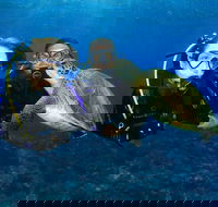 Gold Coast Try-Scuba Experience at Wave Break Island - Accommodation Gladstone