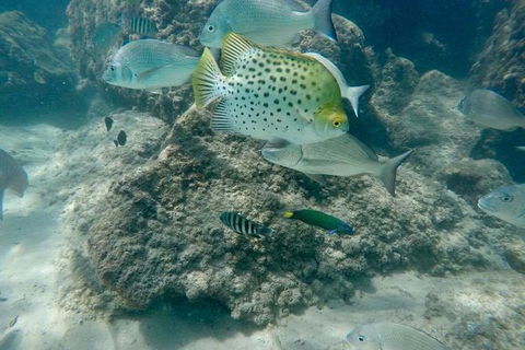 Gold Coast Try-Scuba Experience At Wave Break Island - Accommodation Gladstone 4