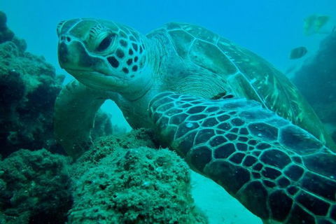 Gold Coast Try-Scuba Experience At Wave Break Island - Accommodation Gladstone 10
