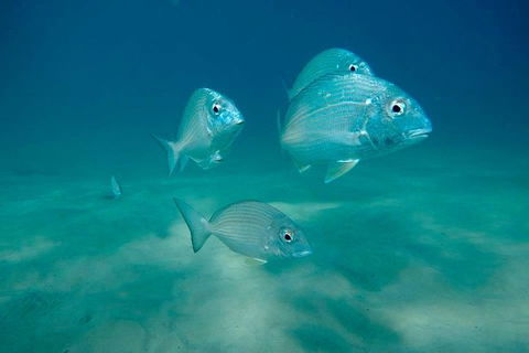 Gold Coast Try-Scuba Experience At Wave Break Island - Accommodation Gladstone 6