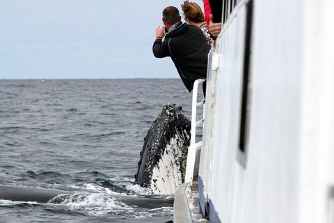 Whale Watching Tour In Gold Coast - Accommodation Gladstone 8