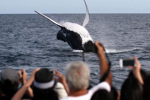 Whale Watching Tour In Gold Coast - Accommodation Gladstone 1