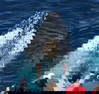 Whale Watching Tour in Gold Coast - Accommodation Gladstone