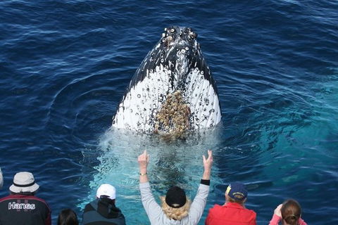 Whale Watching Tour In Gold Coast - Accommodation Gladstone 0