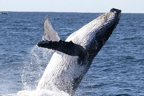 Whale Watching Tour In Gold Coast - Accommodation Gladstone 3