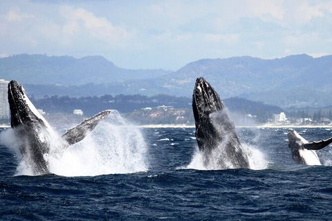 Whale Watching Tour In Gold Coast - Accommodation Gladstone 6