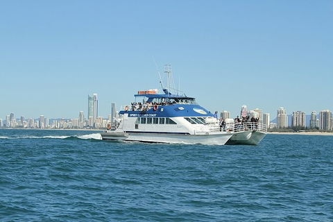 Whale Watching Tour In Gold Coast - Accommodation Gladstone 4