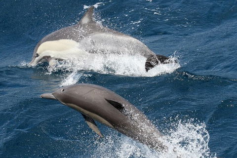 Whale Watching Tour In Gold Coast - Accommodation Gladstone 2