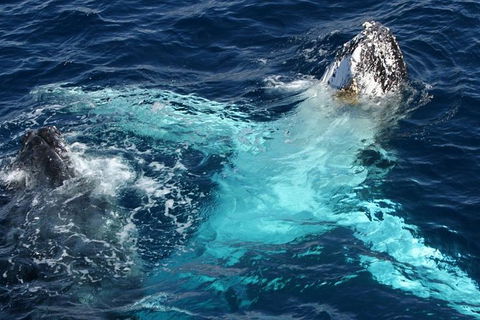 Whale Watching Tour In Gold Coast - Accommodation Gladstone 5