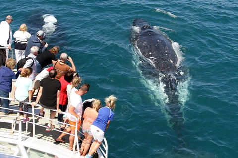 Whale Watching Tour In Gold Coast - Accommodation Gladstone 7