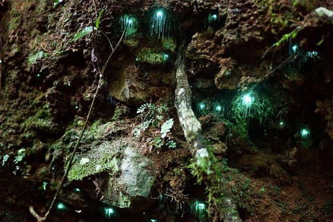 Glow Worm Evening Eco-Adventure From The Gold Coast - Accommodation Gladstone 1