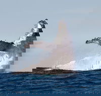 Private whale watching - Accommodation Gladstone