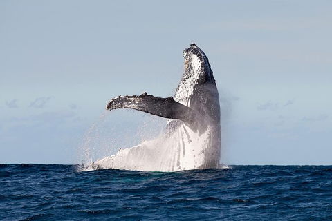 Private Whale Watching - Accommodation Gladstone 0