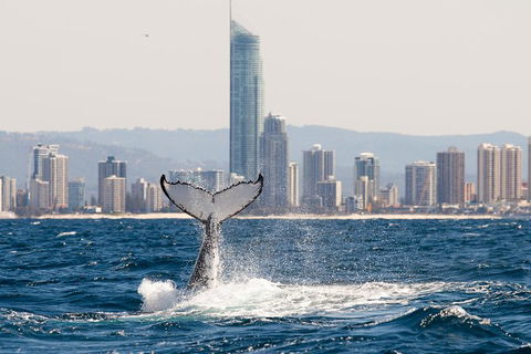 Private Whale Watching - Accommodation Gladstone 3