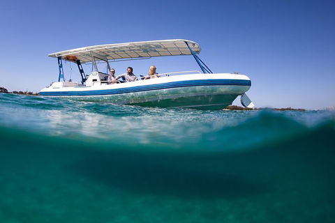 Private Whale Watching - Accommodation Gladstone 1