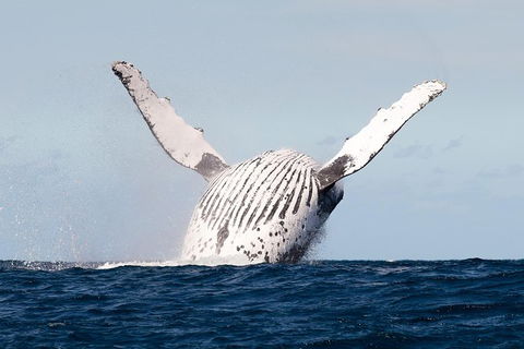 Private Whale Watching - Accommodation Gladstone 2