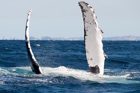 Private Whale Watching - Accommodation Gladstone 5