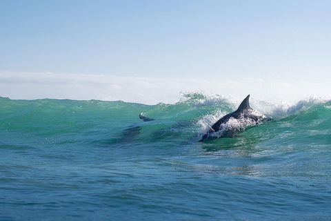 Private Whale Watching - Accommodation Gladstone 4