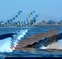Gold Coast Airport to and from Byron Bay NSW for up-to 7 ppl - Accommodation Gladstone