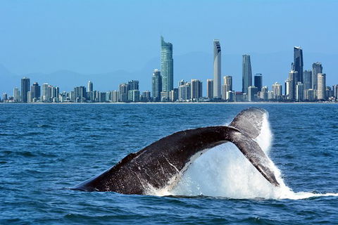 Gold Coast Airport To And From Byron Bay, NSW For Up-to 7 Ppl - Accommodation Gladstone 0