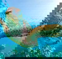 Guided Snorkel with Fish Tour at Cook Island Aquatic Reserve - Accommodation Gladstone