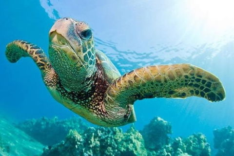 Guided Snorkel With Fish Tour At Cook Island Aquatic Reserve - Accommodation Gladstone 0