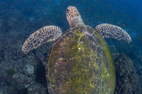 Guided Snorkel With Fish Tour At Cook Island Aquatic Reserve - Accommodation Gladstone 3