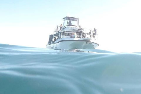 Guided Snorkel With Fish Tour At Cook Island Aquatic Reserve - Accommodation Gladstone 5