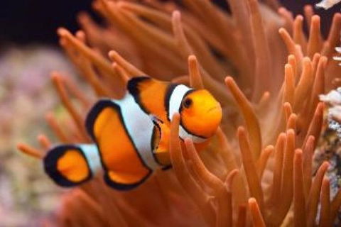 Guided Snorkel With Fish Tour At Cook Island Aquatic Reserve - Accommodation Gladstone 6