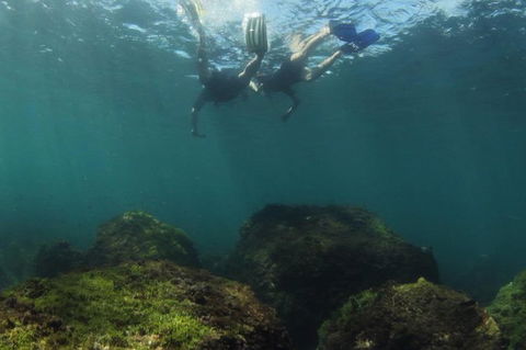 Guided Snorkel With Fish Tour At Cook Island Aquatic Reserve - Accommodation Gladstone 1