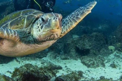 Guided Snorkel With Fish Tour At Cook Island Aquatic Reserve - Accommodation Gladstone 4