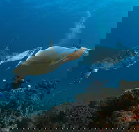 Gold Coast Try-Scuba Experience at Cook Island Aquatic Reserve - Accommodation Gladstone
