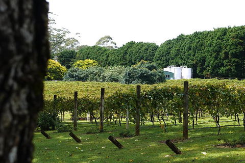 Hens Party Winery Tour - Accommodation Gladstone 6
