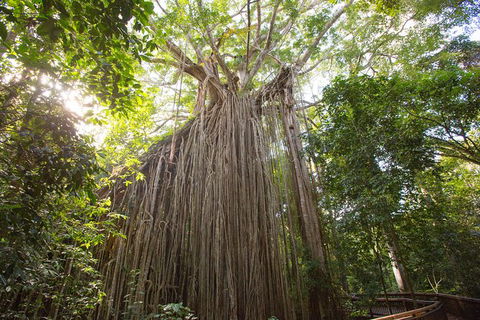 Cairns Adventure Package- 4 Tours In 3 Days! - Accommodation Gladstone 2