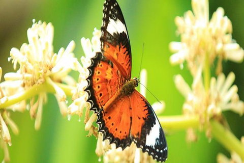 Kuranda Day Tour + HotAir Balloon Combo - Accommodation Gladstone 7