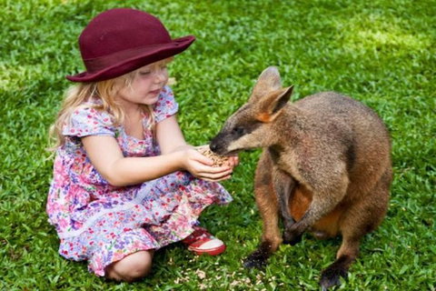 Kuranda Day Tour + HotAir Balloon Combo - Accommodation Gladstone 14